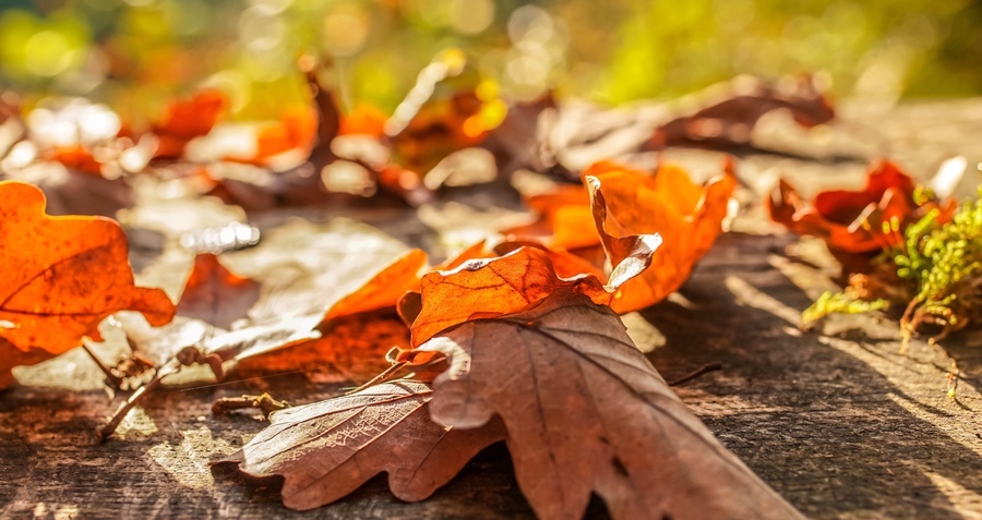 Herbststimmung Herbststimmung